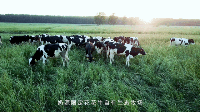 榮譽 | 花花牛乳業集團旗下七家子公司 獲評河南省“農業產業化重點龍頭企業”