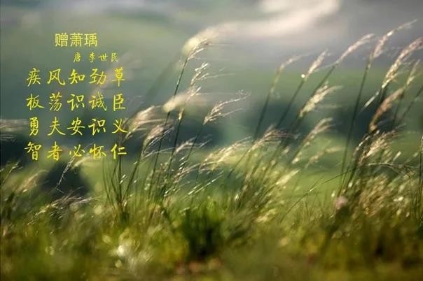 花花牛 | 疾風來臨，你是不是勁草？